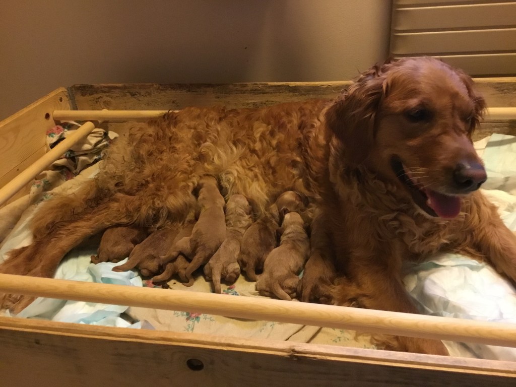 Asta and the puppies